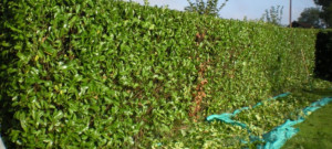 Photo de galerie - Taille de haie chez ma grand mère 