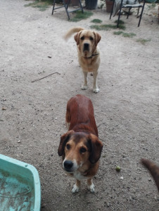 Photo de galerie - Garde chien