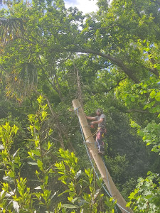 Photo de galerie - Elagage et coupe d'arbres