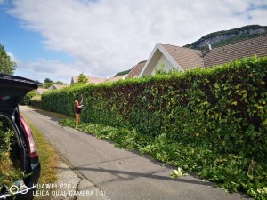 Photo de galerie - Taille haies à argonay. 