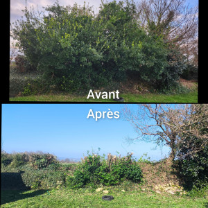 Photo de galerie - Taille sévère d'arbustes