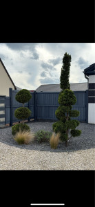 Photo de galerie - Taille de Cyprès en nuage et en spirale 