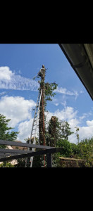 Photo de galerie - Abattage d'un merisier dangereu
x aux abords d'une maison 
