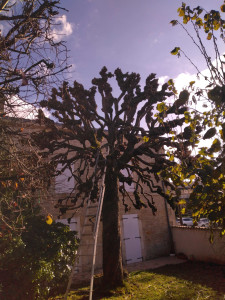 Photo de galerie - Marronnier tête de chat après élagage au sécateur, taille annuelle.