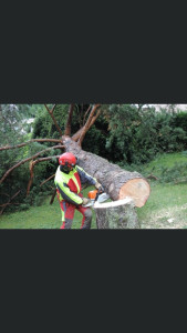 Photo de galerie - Elagage et coupe d'arbres