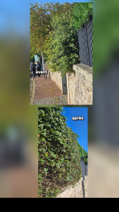 Photo de galerie - Taillage de haie mise au propre !