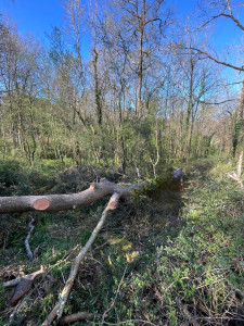 Photo de galerie - Abattage arbre