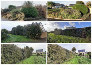 Photo de galerie - Taille d'entretien