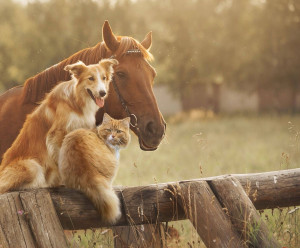 Photo de galerie - Garde a domicile, balade, activité