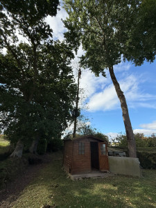 Photo de galerie - Elagage et coupe d'arbres