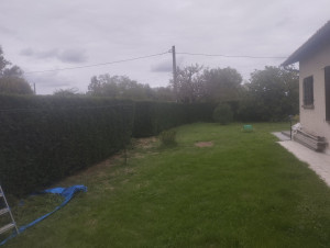 Photo de galerie - Taille de la haie a 2 mètre de hauteur 
