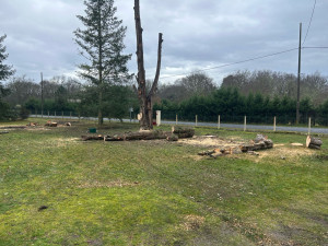 Photo de galerie - Abattage par démontage de 3 gros cyprès 