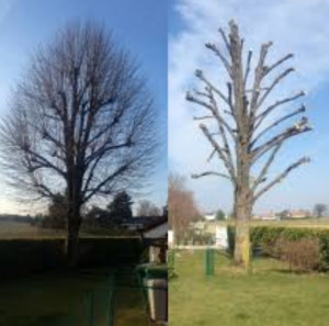 Photo de galerie - Elagage et coupe d'arbres
