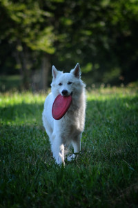 Photo de galerie - Garde chien