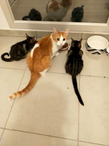 Photo de galerie - Garde d'un chaton
