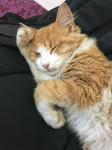 Photo de galerie - Minette 