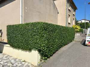 Photo de galerie - Taille de haies et d'arbustes