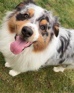 Photo de galerie - Garde chien