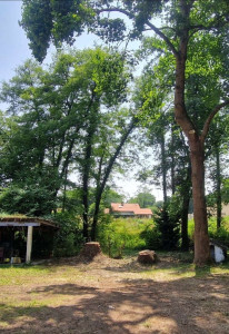 Photo de galerie - Elagage et coupe d'arbres