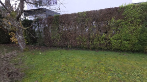 Photo de galerie - Désouchage des Cyprès 
Avant 