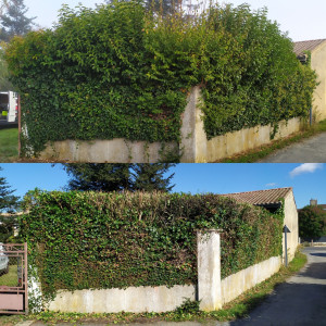 Photo de galerie - Taille de haies et d'arbustes