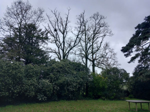 Photo de galerie - Elagage et coupe d'arbres