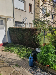 Photo de galerie - Taille de haies et d'arbustes