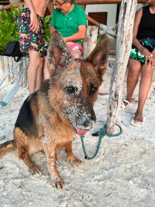 Photo de galerie - Garde d’un Berger allemand 
