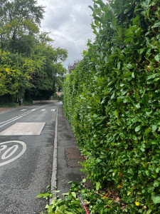 Photo de galerie - Taille de haies 