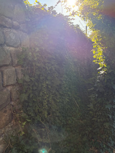 Photo de galerie - Taille de haies et d'arbustes