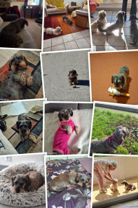 Photo de galerie - Petit album de mes loulous en garde 