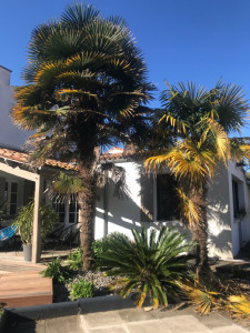 Photo de galerie - Avant la taille de palmier 