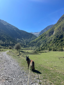 Photo de galerie - Garde chien