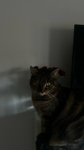 Photo de galerie - Kiara