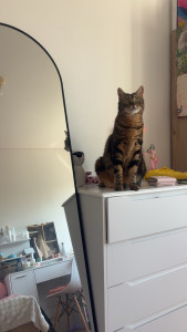 Photo de galerie - Garde chat