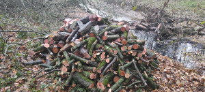 Photo de galerie - Elagage et coupe d'arbres