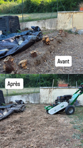 Photo de galerie - Rognage de souche de tuyas. Contactez nous pour toute demande d’enlèvement de souche. Possibilité de louer la machine avec ou sans opérateur.