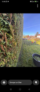 Photo de galerie - Taille de haie 