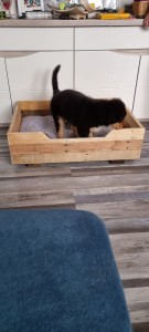 Photo de galerie - Caisse pour animaux en palette