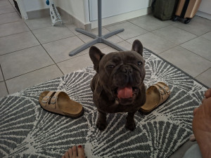 Photo de galerie - Bouledogue français  très sociable propre et adorable 
