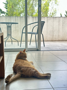 Photo de galerie - Garde Kiki pendant 6 jours ! Merci Jacques de m’avoir confié Kiki ☺️