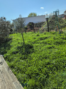 Photo de galerie - Tonte de pelouse - Débroussaillage