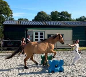 Photo de galerie - Ceci est une photo lors d'un concours interne en mountain trail avec mon cheval