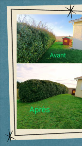 Photo de galerie - Taillage haie