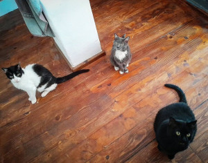 Photo de galerie - Visites chats 