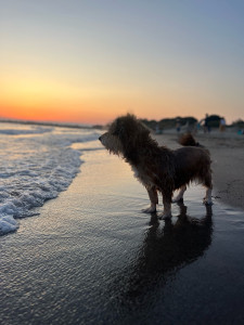 Photo de galerie - Chien