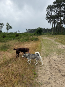 Photo de galerie - Laika et Rolo en balade 
