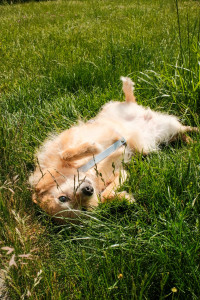 Photo de galerie - Maya, croisé terrier, 8 ans.