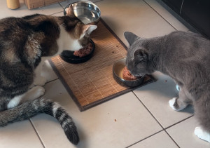 Photo de galerie - Pitchu et Kyo