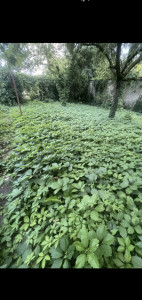 Photo de galerie - Tonte de pelouse - Débroussaillage